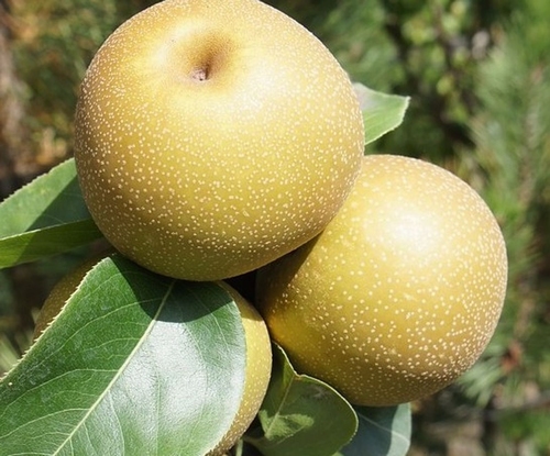 Nashibirne  'Chojuro'