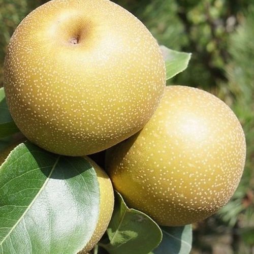 Asian Pear 'Kosui'