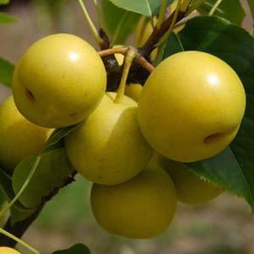 Nashibirne  'Nijisseiki'