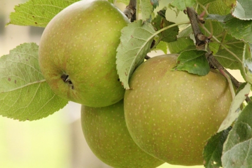 Appelboom  'Schone van Boskoop'  (Goudreinette)