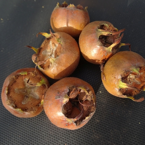 Medlar 'Bredase Reus'