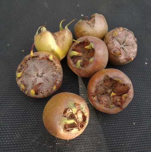 Medlar 'Westerveld'