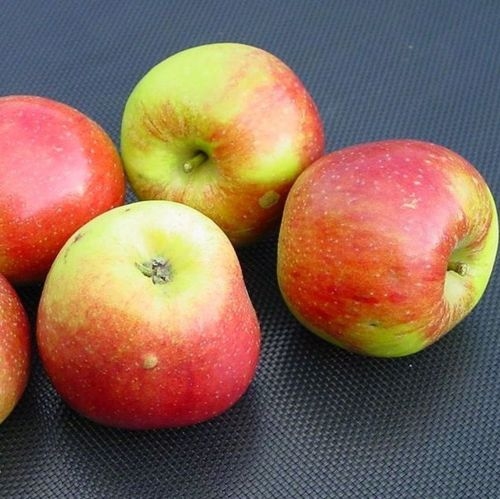 Appelboom  'Benoni'