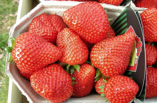 Strawberry 'Elianny'