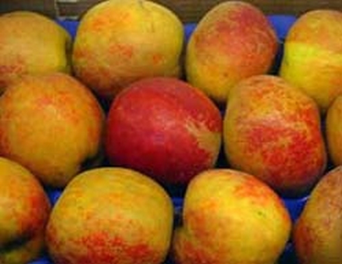 Apfelbaum  'Rode Boskoop'