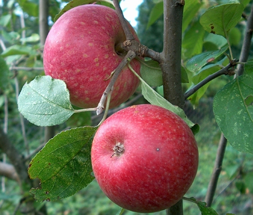 pistool komedie Mentaliteit Appelboom Sterappel, Spil, Laagstam, Halfstam Kopen