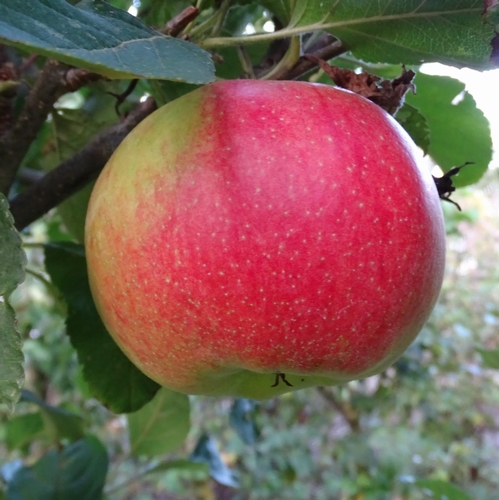 Apple 'Elstar'