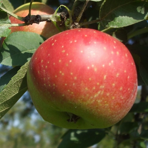Apfelbaum  'Kaiser Wilhelm'