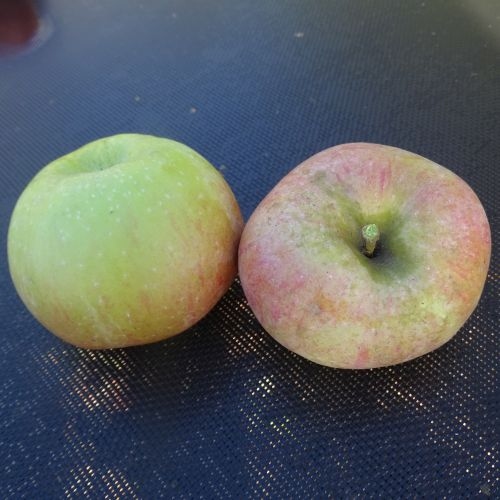 Apple 'Ontario'