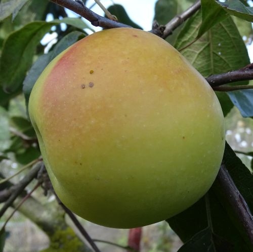Appelboom  'Schöner von Nordhausen'
