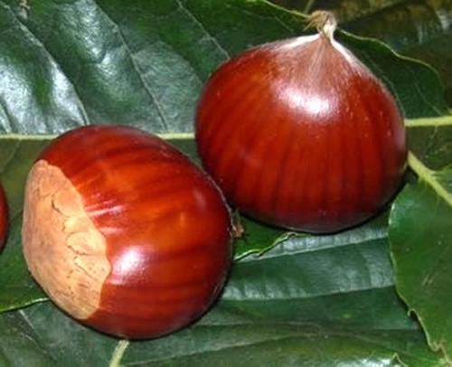 Chestnut Marron de Lyon
