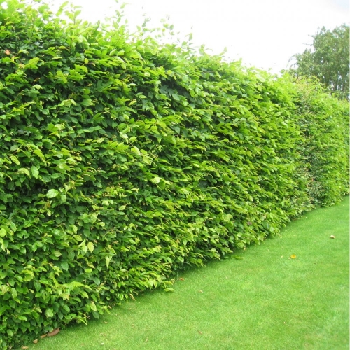 Haagbeuk (Carpinus betulus) - 50-60CM