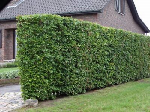 Beech hedge - 30-50 cm