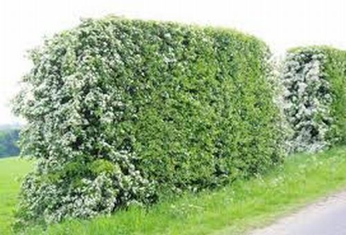 Hawthorn