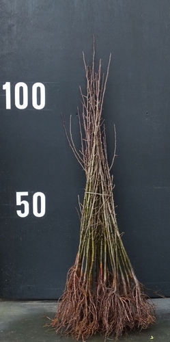 Hawthorn rootstock 9-12mm