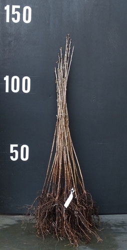Cherry rootstock seedling 6-8  mm