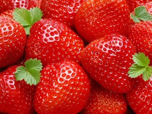 Erdbeere  'Ostara'