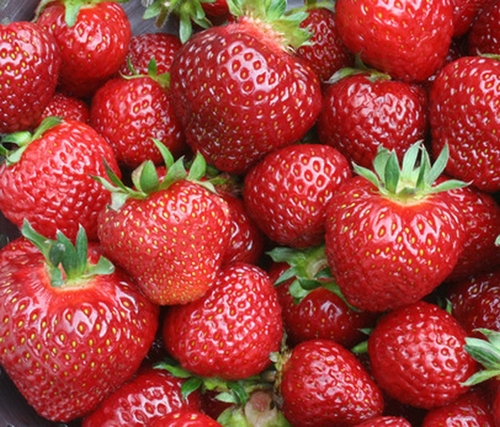 Erdbeere  'Senga Sengana'