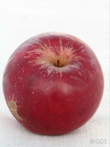Apple 'Red Jonathan'