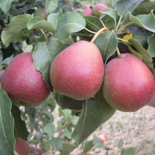 Pear 'Bloedpeer'