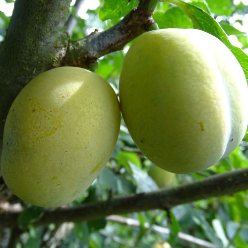 Pflaumenbaum  'Aprimira'