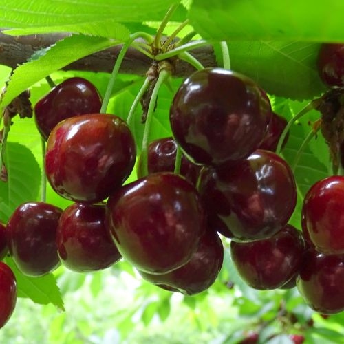 Cherry 'Wijnkers'
