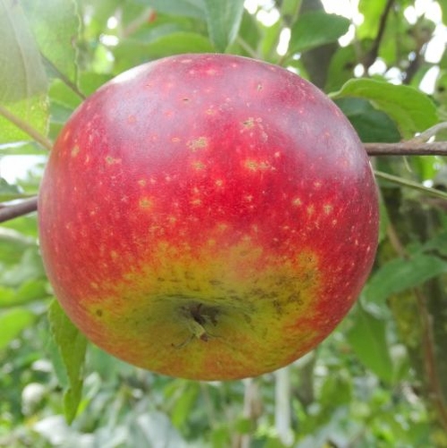 Apple 'Ingrid Marie'