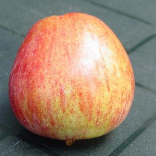 Apple 'Geheimrat Dr. Oldenburg'