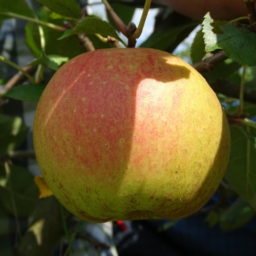 Pommier 'Joseph Musch'