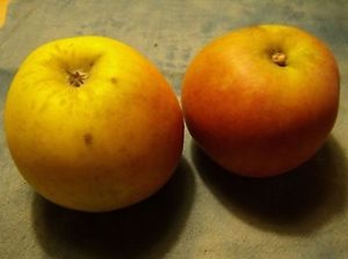 Pommier 'Zuccalmaglioreinette'