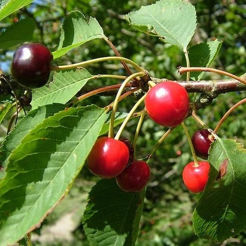 Wildkirsche