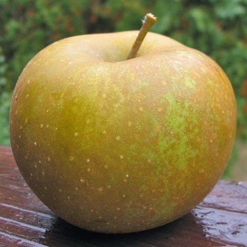 Apple 'Zabergäu Reinette'