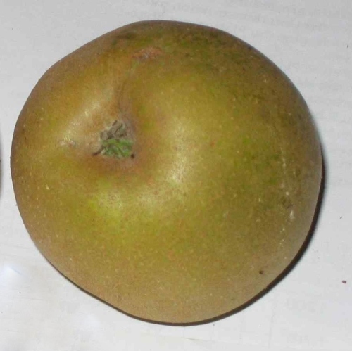 Apple 'Graue Herbstrenette'
