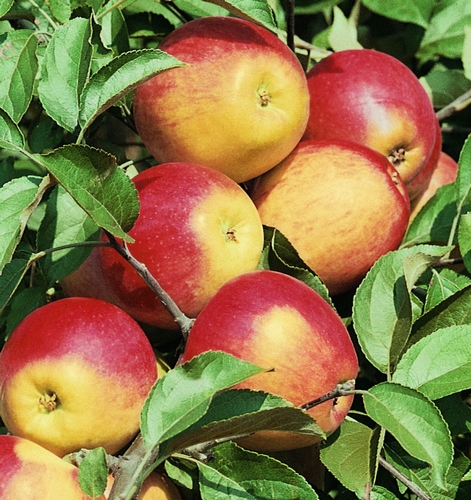 Apfelbaum 'Rewena'