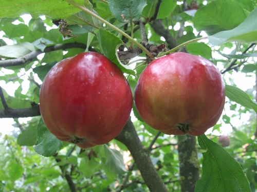 Apfelbaum  'Heuchelheimer Schneeapfel'