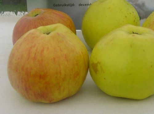 Pommier 'Adersleben Calville'