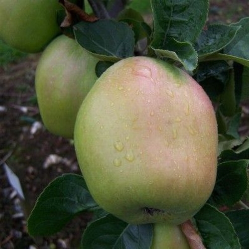 Pommier 'Schafsnase'