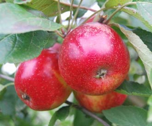 Apfelbaum  'Purpurroter Cousinot'