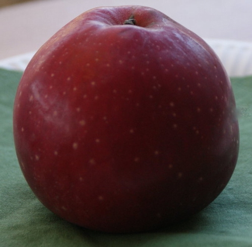 Apple 'Roter Eiserapfel'