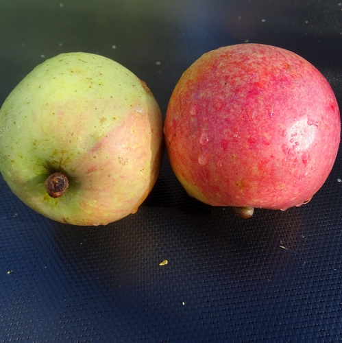 Apfelbaum  'Rhein. Bohnapfel'