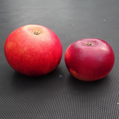 Appelboom  'Red Devil'