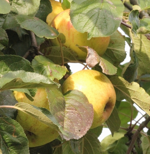 Appelboom  'Lemoen'