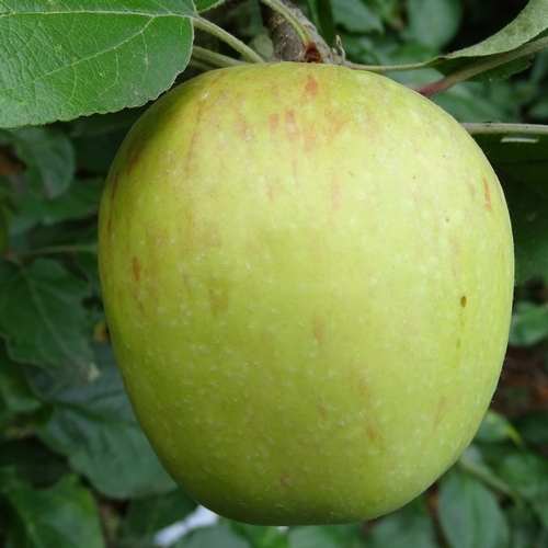 Appelboom  'Valkappel'