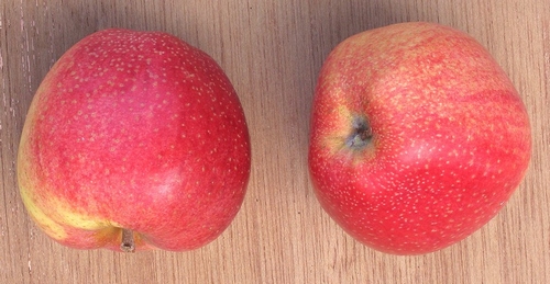 Apple 'Zoete Ermgaard'