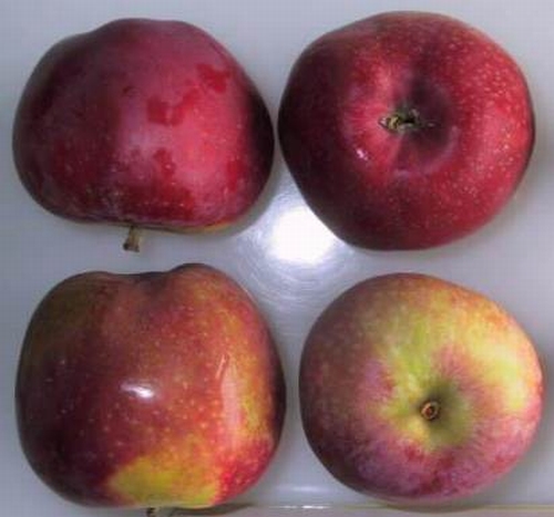 Apple 'Roter Astrachan'