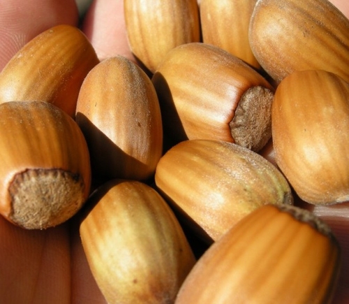 Haselnussbaum  'Cosford'