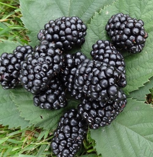 Blackberry 'Loch Ness'