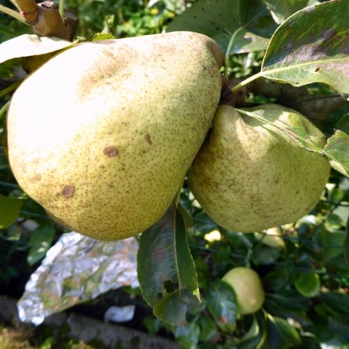 Pear 'Marguerite de Marillat'
