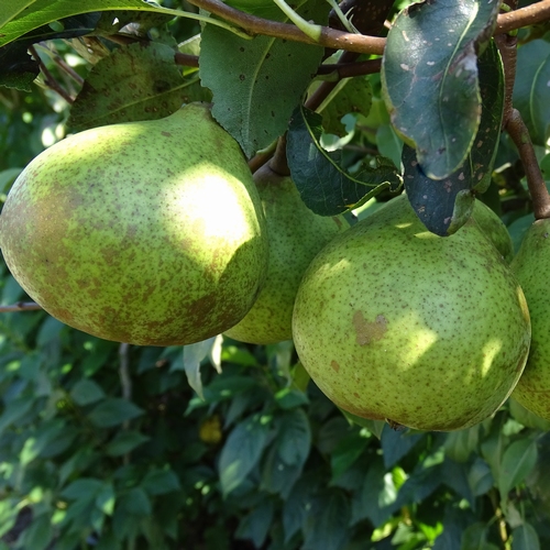 Pear 'Avezaath Kapel'
