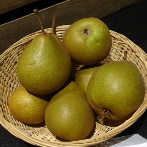 Pear 'Merveille de Sisteron'